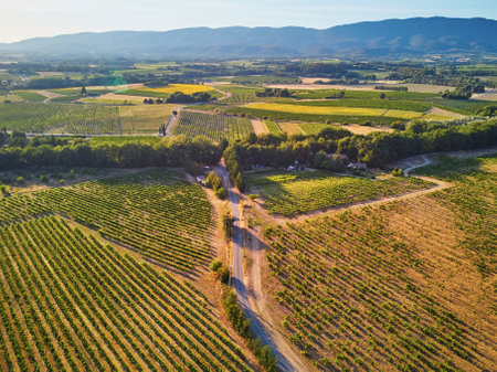 Aerial scenic Mediterranean landscape with cypresses, olive trees and vineyards in Provence, Southern Franceの写真素材
