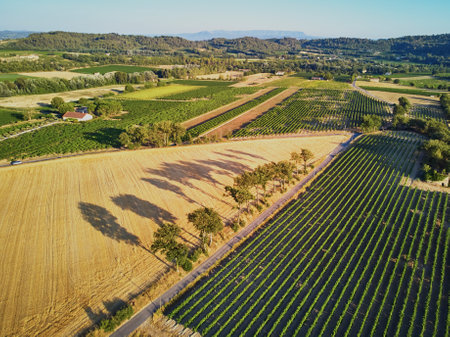 Aerial scenic Mediterranean landscape with cypresses, olive trees and vineyards in Provence, Southern Franceの写真素材