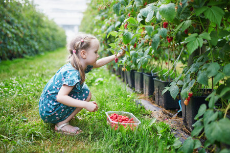 Adorable preschooler girl picking fresh organic raspberries on farm. Delicious healthy snack for small children. Outdoor summer activities for little kidsの写真素材