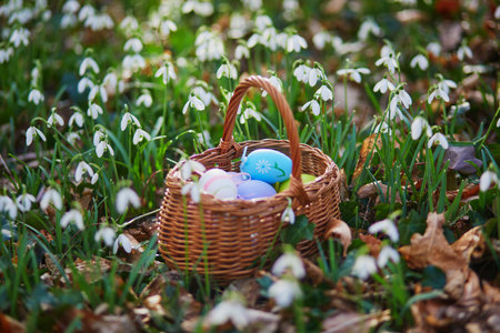 Basket of colorful Easter eggs in grass with beautiful snowdrop flowers. Easter egg hunt, popular activity for kidsの写真素材