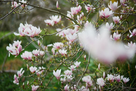 White magnolia in full bloom on a Parisian street on a spring day. Beginning of spring in Paris, Franceの写真素材