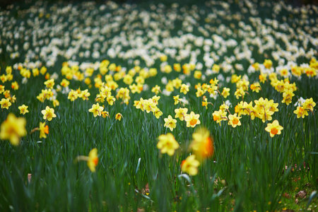 Many yellow narcissi in the grass on a spring day. First flowers of spring