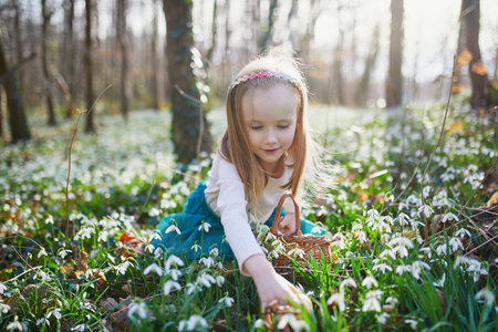 Five year old girl playing egg hunt on Easter. Child sitting on the grass with many snowdrop flowers and gathering colorful eggs in basket. Little kid celebrating Easter outdoors in park or forestの写真素材