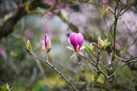Pink magnolia tree flowers on a spring day in Paris, Franceの写真素材