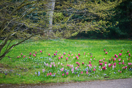 Many beautiful blue and purple hyacinths in the green grass in a park of Paris, France on a nice...