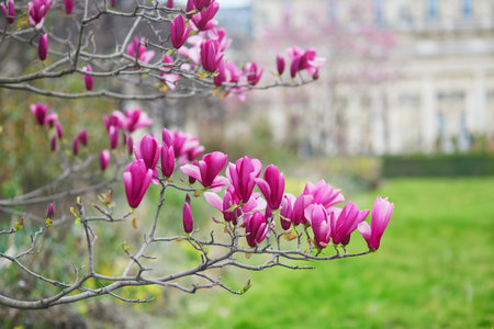 Pink magnolia tree flowers on a spring day in Paris, Franceの写真素材