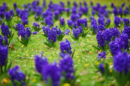 Many beautiful blue and purple hyacinths in the green grass in a park of Paris, France on a nice spring dayの写真素材