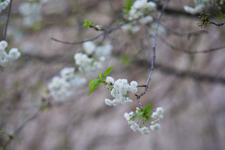 Beautiful white apple tree in full bloom on a spring dayの写真素材