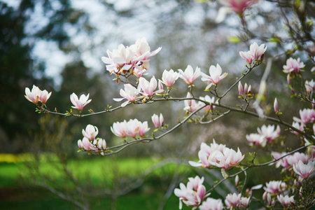 White magnolia in full bloom on a Parisian street on a spring day. Beginning of spring in Paris, Franceの写真素材