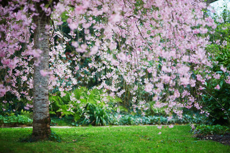 Beautiful pink cherry blossom tree in Bagatelle park of Paris, France