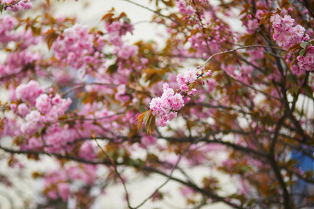 Beautiful pink cherry blossom tree in Bagatelle park of Paris, Franceの写真素材