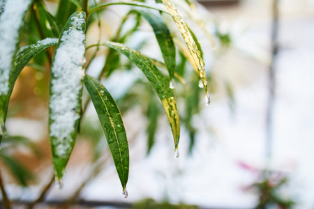 Snow covering plant with green leaves. Unusual weather conditions in Paris, Franceの写真素材