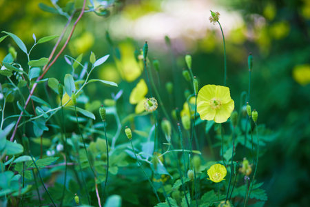 Beautiful yellow poppies in the green grass