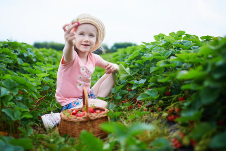 Adorable preschooler girl picking fresh organic strawberries on farm. Delicious healthy snack for small children. Outdoor summer activities for little kidsの写真素材