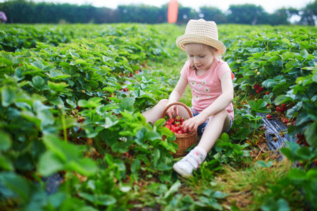 Adorable preschooler girl picking fresh organic strawberries on farm. Delicious healthy snack for small children. Outdoor summer activities for little kidsの写真素材