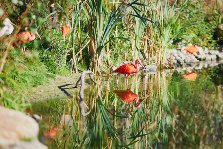 Many pink scarlet ibises in zoological park in Paris, Franceの写真素材