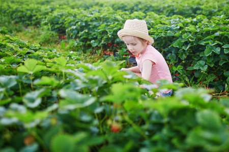 Adorable preschooler girl picking fresh organic strawberries on farm. Delicious healthy snack for small children. Outdoor summer activities for little kidsの写真素材