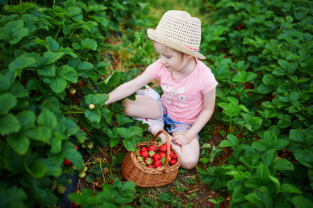 Adorable preschooler girl picking fresh organic strawberries on farm. Delicious healthy snack for small children. Outdoor summer activities for little kidsの写真素材