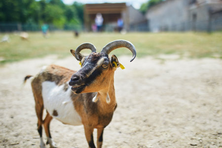 Adorable little girl playing with goats at farm. Child familiarizing herself with animals. Farming and gardening for small children. Outdoor summer activities for kidsの写真素材