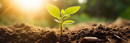 Young green plant sprout growing from the black soil the morning lightの素材