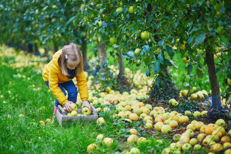 Adorable preschooler girl picking yellow ripe organic apples in orchard or on farm on a fall day