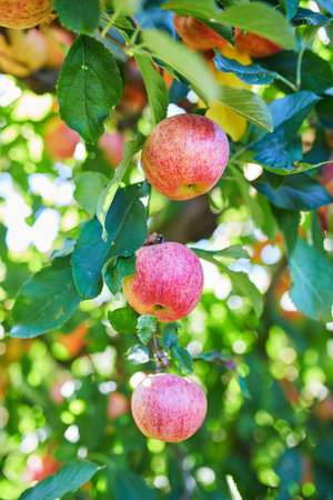 Red ripe organic apples on apple tree branch.