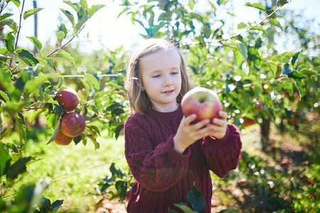 Adorable preschooler girl picking red ripe organic apples in orchard or on farm on a fall day.