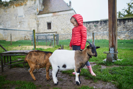 Adorable preschooler girl playing with goat at farmの写真素材
