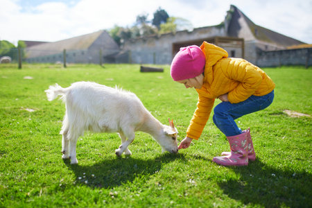 Adorable preschooler girl playing with goat at farmの写真素材