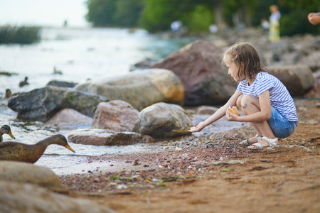 Adorable preschooler girl feeding ducks on the beachの写真素材