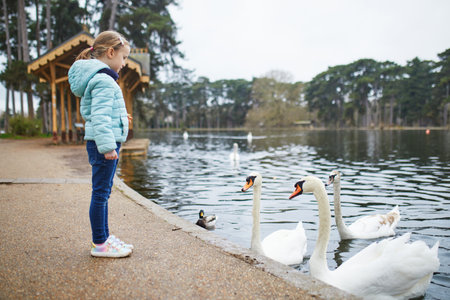 Adorable preschooler girl feeding swans on a nice spring day in a parkの写真素材