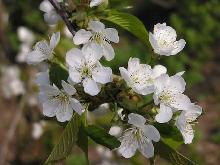 Sweet cherry tree in blossomの写真素材