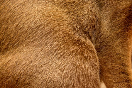 Abyssinian cat red fur textureの写真素材