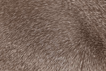 Short haired grey Abyssinian cat fur structureの写真素材