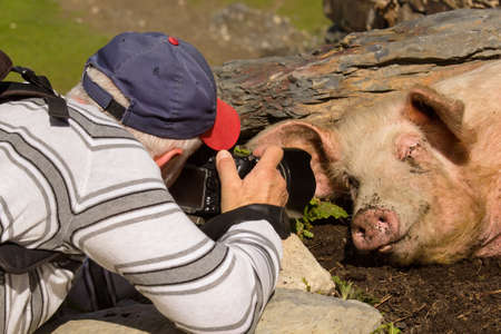 Photographer focusing on pig sleeping in the dirtの写真素材