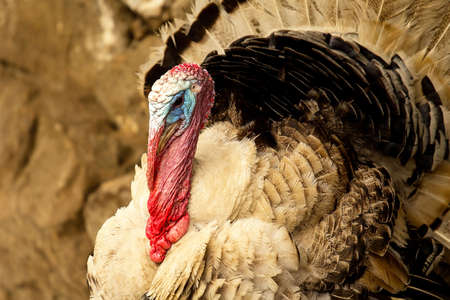 Turkey portrait against neutral background in the villageの写真素材