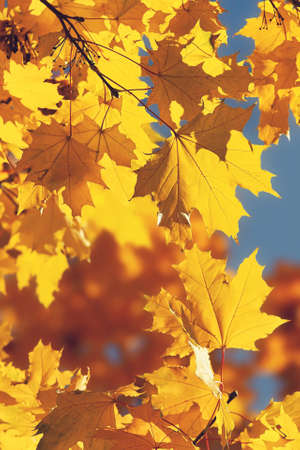 Bright yellow maple leaves, fall season outdoor backgroundの写真素材