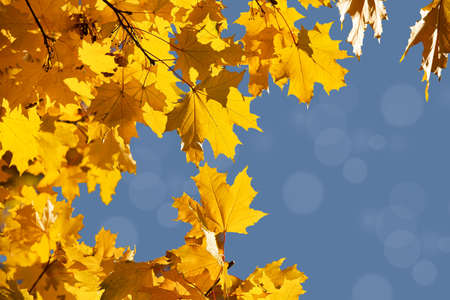 Bright yellow maple leaves, fall season outdoor backgroundの写真素材
