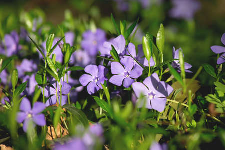 Periwinkle flowers, floral outdoor background, selective focusの写真素材