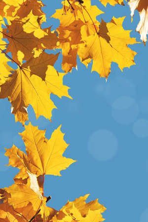 Bright yellow maple leaves, fall season outdoor backgroundの写真素材
