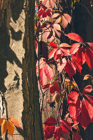 Red autumn wild grape leaves on the trunk of a treeの写真素材