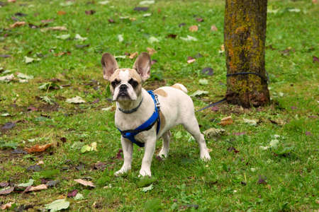 Bulldog tied to a treeの写真素材