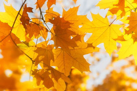 Bright yellow maple leaves, fall season outdoor backgroundの写真素材
