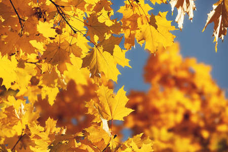 Bright yellow maple leaves, fall season outdoor backgroundの写真素材