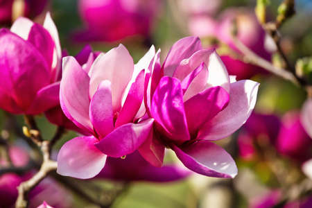 Magnolia blossom, springtime outdoor backgroundの写真素材