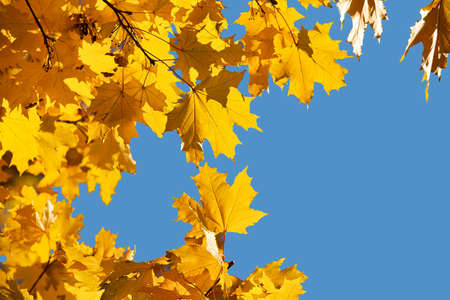 Bright yellow maple leaves, fall season outdoor backgroundの写真素材