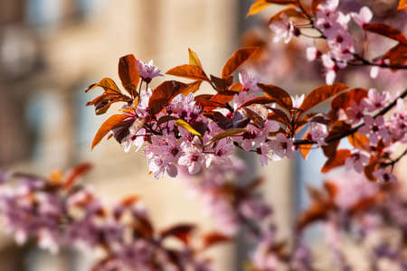Cherry blossom, spring outdoor background