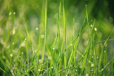 Dew in the grass, abstract floral background, selective focusの写真素材
