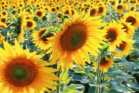 Field of sunflowers, summertime agricultural background, selective focusの写真素材