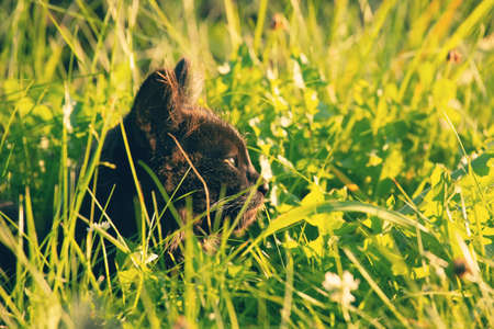 Cat hunting in high grass in the evening sun